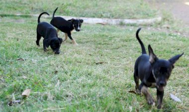 Adoção Responsável: 11 Animais Buscam um Novo Lar em Várzea Grande