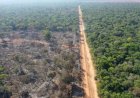 Desmatamento cai 55% na Mata Atlântica no primeiro semestre