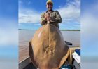 Arraia gigante é fisgada por advogado no Rio Araguaia: ‘Momento único’