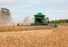 Mato Grosso lidera produção nacional de arroz de sequeiro, aponta Anuário Brasileiro do Arroz 2025