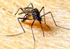 Mato Grosso registra a 1ª morte por chikungunya no Brasil em 2026