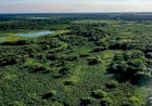 Brasil reduz em 42% perdas florestais em 2025, aponta estudo