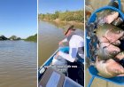 Presença de peixe da Amazônia no Rio Araguaia acende alerta entre especialistas