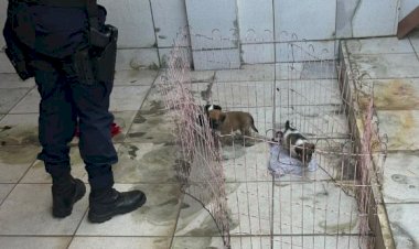 PM resgata filhotes sem água e comida e autua tutores em Barra do Garças