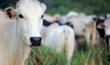 Com Brasil no topo da exportação de carne mundial, estrutura da propriedade rural vira diferencial competitivo